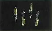 12v Candleflame Screw-base 4pk Bulb