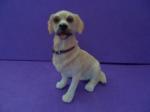 Gold Lab Sitting