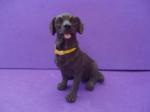 Choc Lab Yellow Collar